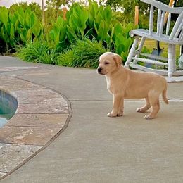 Labradoodle, Labrador Retriever, and Poodle Puppies from Laird Farms