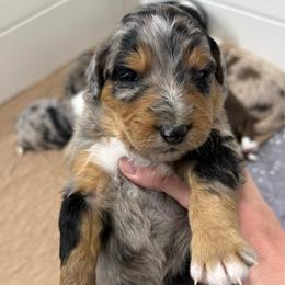 Stanley - Blue merle male Aussiedoodle puppy in Heber City, Utah from Junipersdoodles