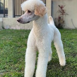 Poodles from Adilen Standard Poodle