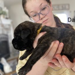 Boy 4 - Apricot Mastiff puppy in South Dakota from Clearbrook Mastiffs