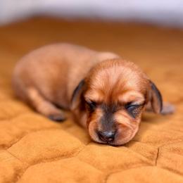 Bandit - Red male Dachshund puppy in Fayetteville, Arkansas from Natural State Dachshunds