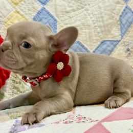 Ruby - Liver female French Bulldog puppy in Paso Robles, California from Laurelwood Frenchies CA