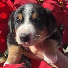 Denali - Black white and tan female Entlebucher Mountain Dog puppy in Poway, California from Mont Blanc