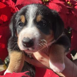 Denali - Black white and tan female Entlebucher Mountain Dog puppy in Poway, California from Mont Blanc