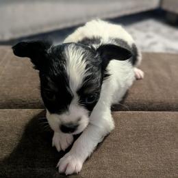 Titus - White black and tan male Papillon puppy in Joshua, Texas from Summertime Kennels
