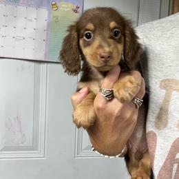 Spades - Chocolate and tan male Dachshund puppy in Oklahoma from Rockin’ S Kennel