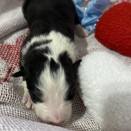 Thunder - Black and white male Border Collie puppy in Mckinney, Texas from Border Collies of Ruidoso