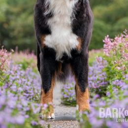 Bernese Mountain Dogs from Basia Mille Bernese Mountain Dogs