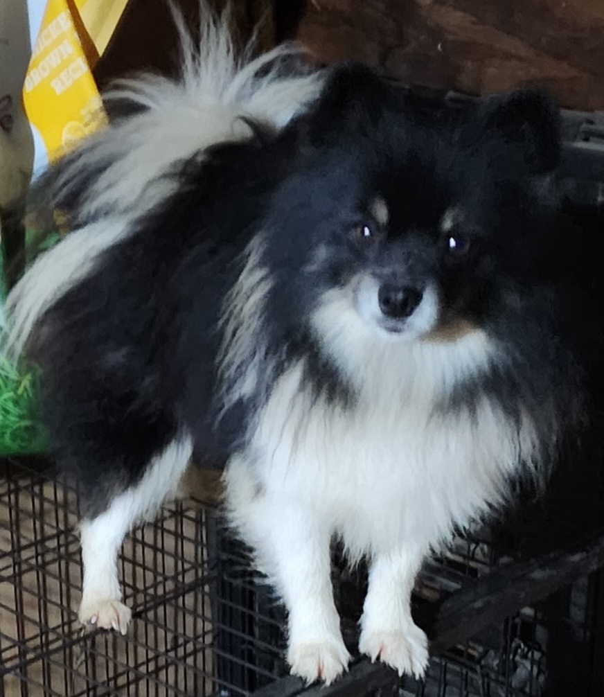 Milo - Pomeranian