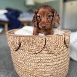 Lily - Dapple female Dachshund puppy in Toledo, Illinois from Mountjoy Dachshunds