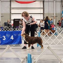 Aloy - Australian Shepherd