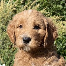 Purple Male - Apricot male Goldendoodle puppy in Great Falls, Montana from Montana Goldendoodles