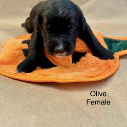 Goldendoodle Puppies from Dhalia’s Doodles