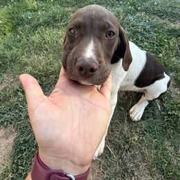 Dora-Orange - Liver and white female German Shorthaired Pointer puppy in Union Hall, Virginia from Rustic Creek Farms