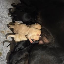 Girl 1 - Black female Labrador Retriever puppy in Centreville, Maryland from Barbihaus Kennels