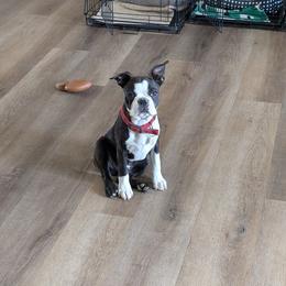Simon - Black brindle and white male Boston Terrier puppy in Lowell, Arkansas from Bogan's Boston's
