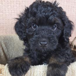 Shadow - Black phantom male Aussiedoodle puppy in Haleyville, Alabama from The Cuddly Dood Ranch