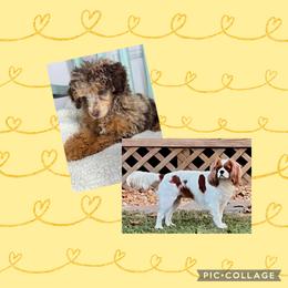 Cavapoo puppies from Ponderosa Frenchies and Cavapoo’s
