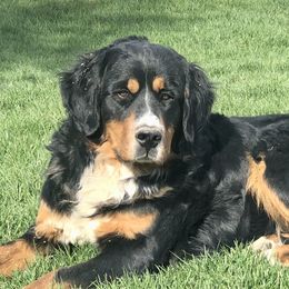 Bernese Mountain Dogs from Bayles Berners
