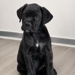 Peaches - Black brindle female Cane Corso puppy in Haslet, Texas from Trained To Go Corso Kennels (T.T.G. Corso Kennels)