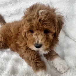 Eliza - Red  female Goldendoodle puppy in Bountiful, Utah from Lady's Liberty Litter