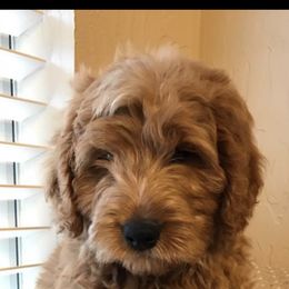 Goldendoodle Puppies from Jessie’s Doodles