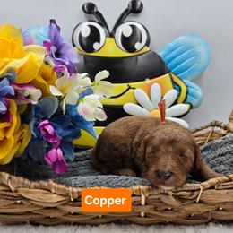Copper - Red  male Goldendoodle puppy in Summerville, South Carolina from Channys Doodles