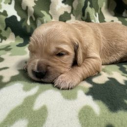 Golden Retriever Puppies from R & K Golden Acres LLC