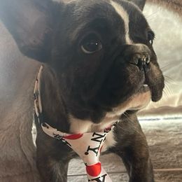 Boy 1 - French Bulldog puppy from MaKayla’s Frenchies & Bernedoodles