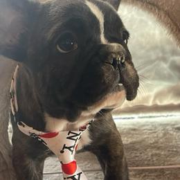 Boy 1 - French Bulldog puppy from MaKayla’s Frenchies & Bernedoodles