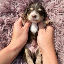 50 - Chocolate and tan male Dachshund puppy in Wamego, Kansas from Doodles of Oz