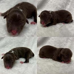 Red tri female - Red tri female Toy Australian Shepherd puppy in Brooker, Florida from Honey, I Shrunk the Aussies
