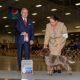 Khaos - Lagotto Romagnolo
