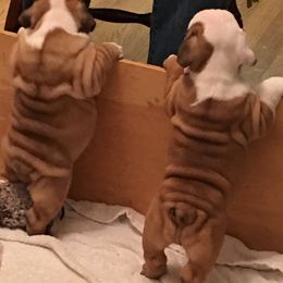 English Bulldog Puppies from My Gang Bulldogs