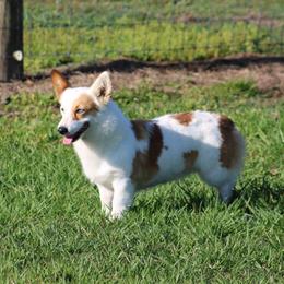 Sprinkles - Pembroke Welsh Corgi