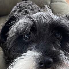 Double Doodles, Miniature Schnauzers, and Yorkipoos from Neshaminy Creek Canines