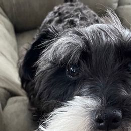 Double Doodles, Miniature Schnauzers, and Yorkipoos from Neshaminy Creek Canines