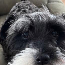 Double Doodles, Miniature Schnauzers, and Yorkipoos from Neshaminy Creek Canines