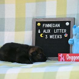 Blue collar - Sable male German Shepherd puppy in Ramsey, Illinois from Haus-Farr German Shepherds