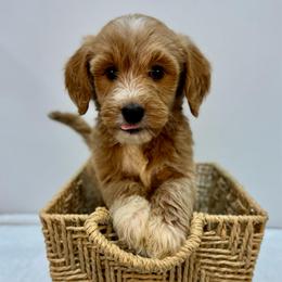 Cherry - Apricot female Goldendoodle puppy in Kenansville, North Carolina from J+A Family Doodles