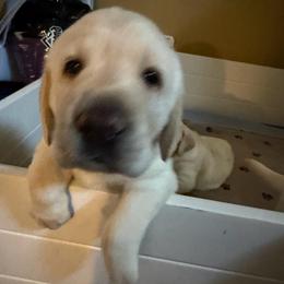 Girl 1 - Yellow female Labrador Retriever puppy in Carmichael, California from Red Barn Family Labs