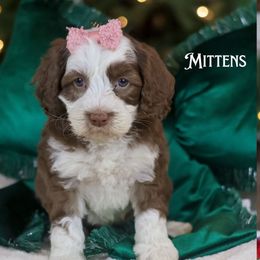Mittens - Tri-color female Australian Labradoodle puppy in Redding, California from Shasta Royal Monroe Puppies