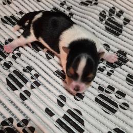 Yorkshire Terrier Puppies from Yorkie Tales
