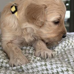 Yellow Girl - Cream female Goldendoodle puppy in Colorado Springs, Colorado from Pikes Peak Doodles