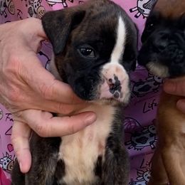 Boy 8 - Brindle male Boxer puppy in Wellsville, Missouri from Casino Boxers