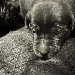 Labrador Retrievers from Caledon Retrievers