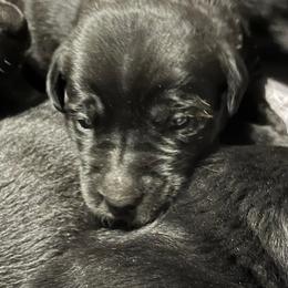 Labrador Retrievers from Caledon Retrievers