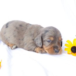 Joy - Dapple female Dachshund puppy in Fredericksburg, Ohio from William's Dachshunds