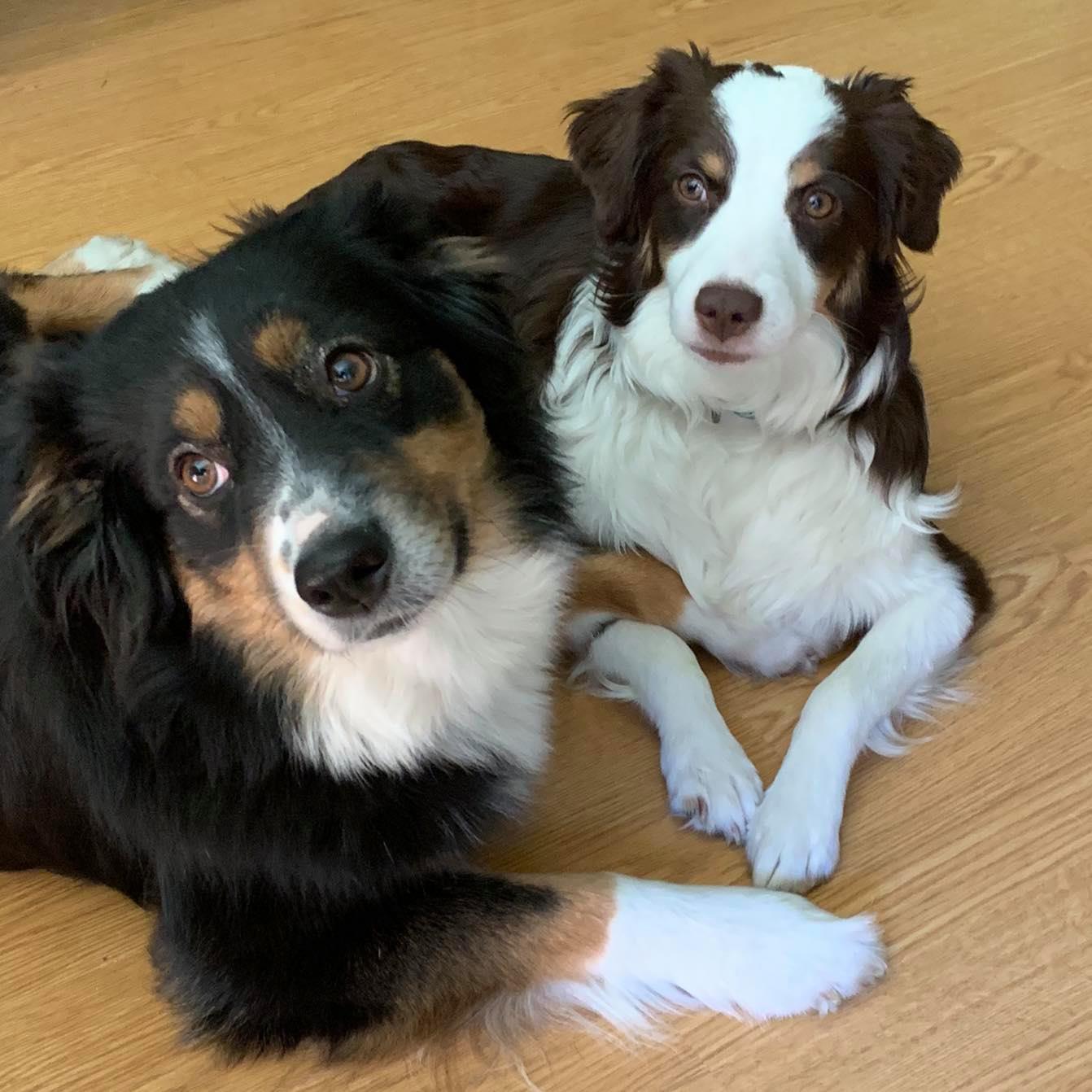 Willow Way Mini Aussies in Minnesota Miniature Australian Shepherd puppies Good Dog