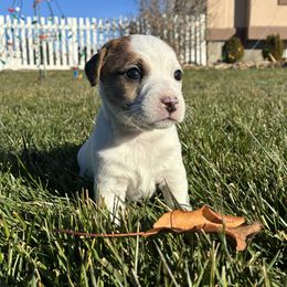 Coco - Tri-color female Russell Terrier puppy in Jerome, Idaho from Jerome Russell Terriers